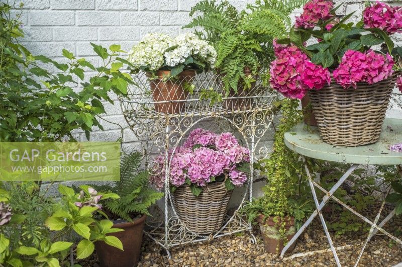 Hydrangea macrophylla displayed in containers with ferns in white metal jardinere