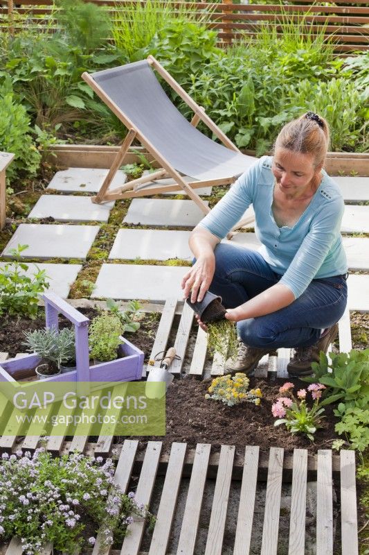 Women creating drought tolerant garden flowerbed planting Thyme.