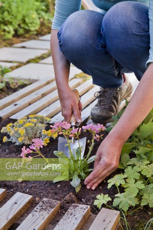 Woman  planting Lewisia cotyledon in narrow bed.