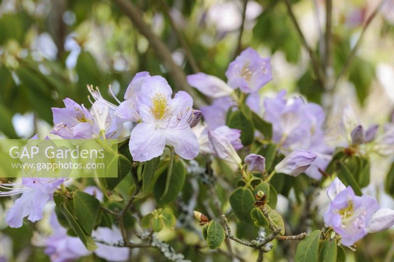 Rhododendron augustinii Green Eye Form