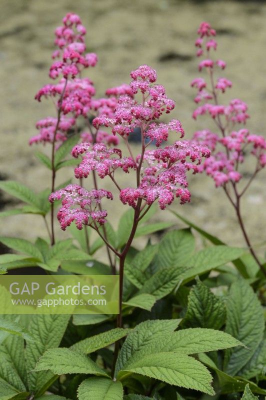 Rodgersia pinnata 'Buckland Beauty'