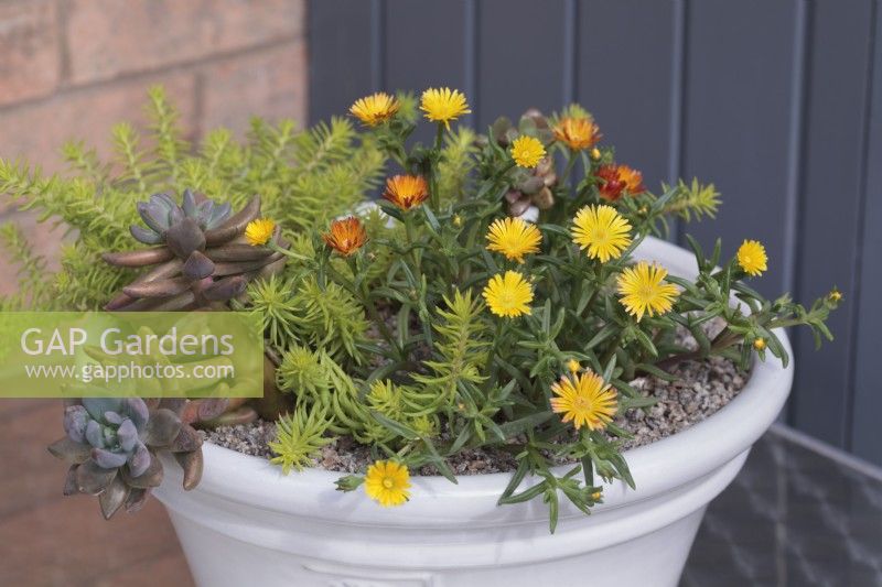 White ceramic pot with Delosperma 'Suntropics Yellow' , x Graptoveria 'Koala' and Sedum rupestre 'Angelina'