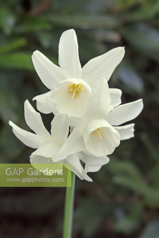 Narcissus 'Starlight Sensation' - April - May