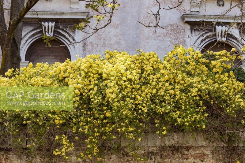 Yellow rambling rose, Rosa banksiae 'Lutea' scrambles along the top of an old brick wall with classical keystone archways behind.
