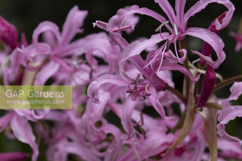 Nerine bowdenii flowers. Bowden lily. Close up. Whitstone Farm, Devon NGS garden, autumn