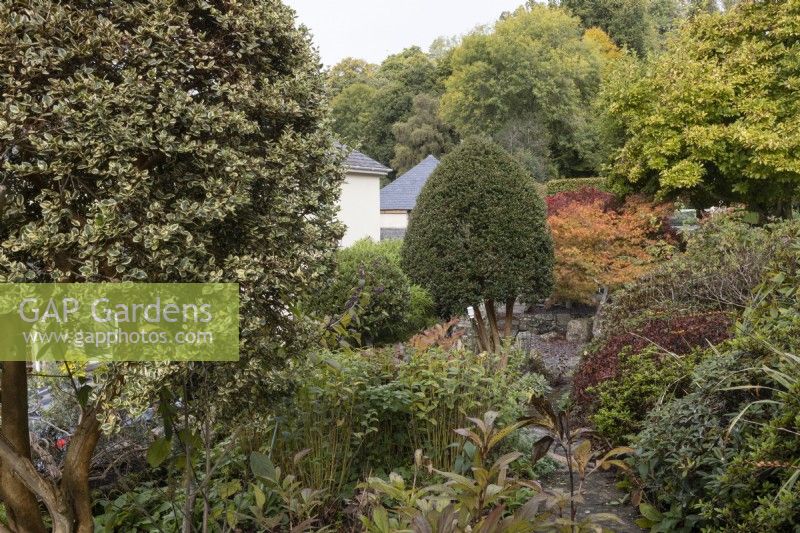 A mixture of shrubs and trees line a stone paved path with a house in the background. Whitstone Farm, Devon NGS garden, autumn