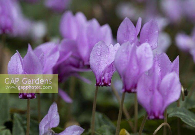 Close up image of pink cyclamen flowers with rain drops. Whitstone Farm, Devon NGS garden, autumn