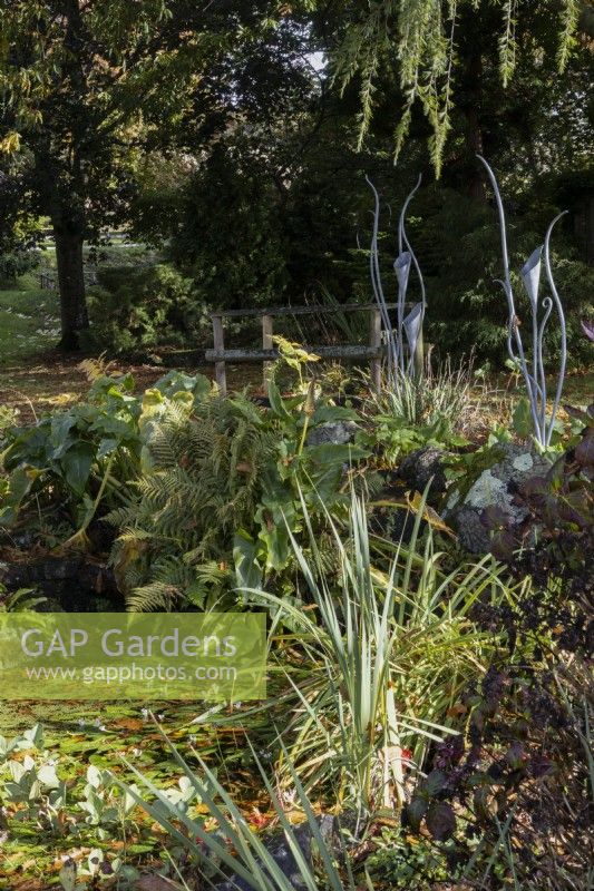 A pond is surrounded by marginal plants in an informal country style garden with lily sculptures in the background. Whitstone Farm, Devon NGS garden, autumn