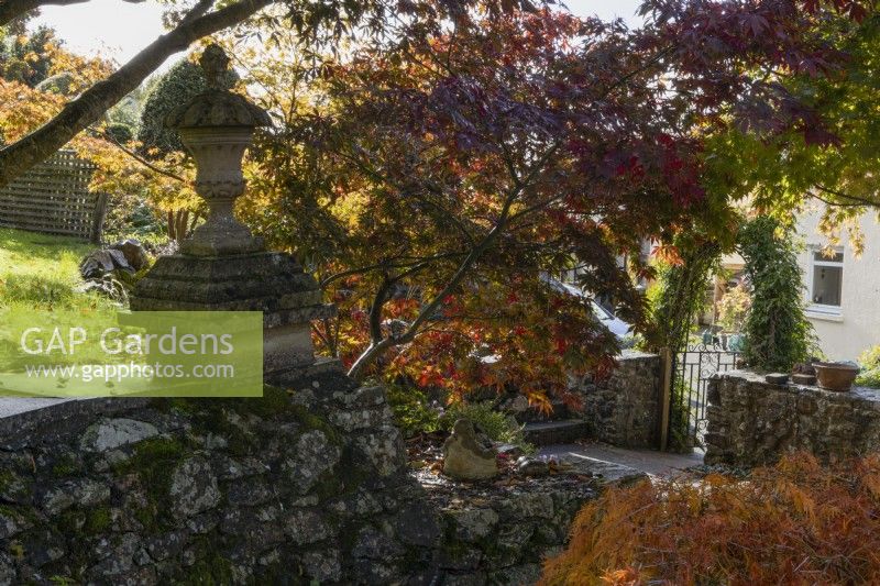 A stone retaining wall with an end finial leads down to an acer grove at the edge of a garden. Whitstone Farm, Devon NGS garden, autumn