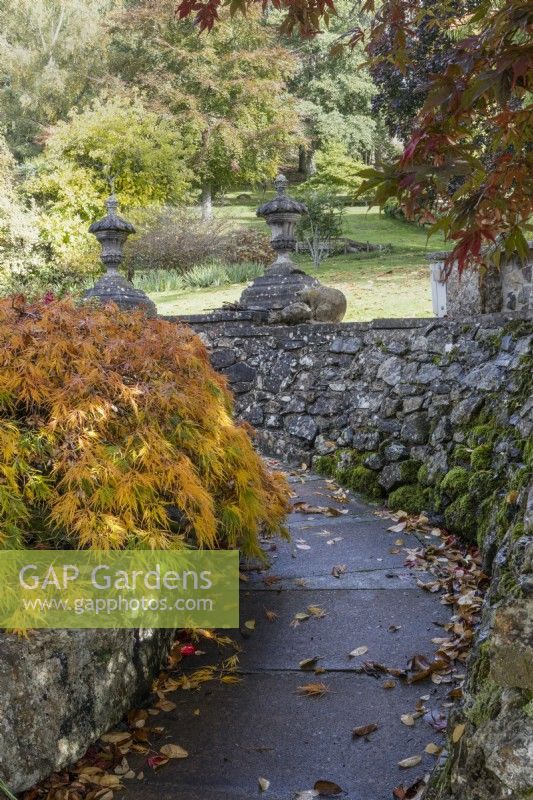 A curved paved path runs at the base of a stone retaining wall with finials atop it and acer with autumn cooper on the left. Whitstone Farm, Devon NGS garden, autumn