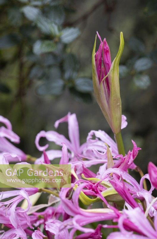 Nerine bowdenii flowers and flower bud. Bowden lily. Close up. Whitstone Farm, Devon NGS garden, autumn