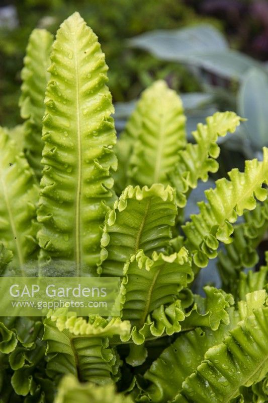 Asplenium scolopendrium 'Undulatum' - hart's tongue fern - July