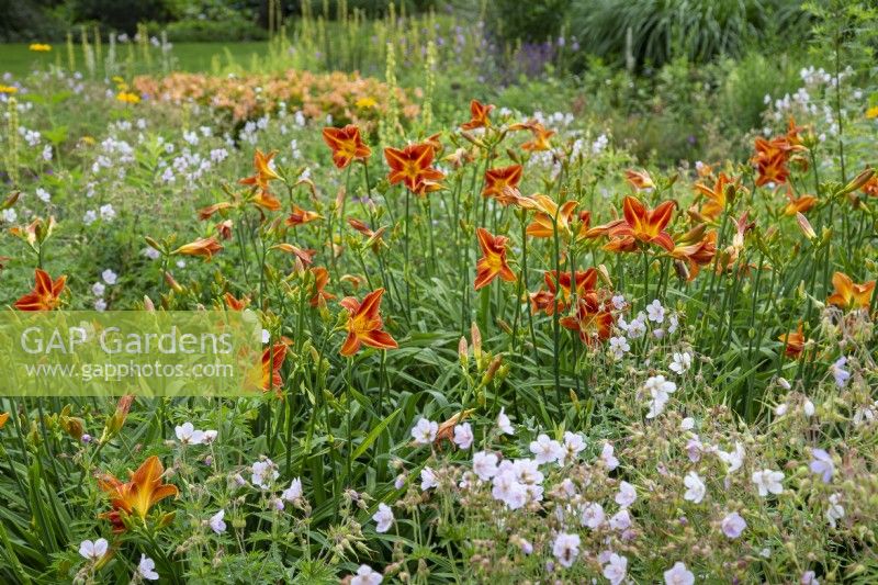 Hemerocallis 'Holiday Mood' in the Dell Garden at The Bressingham Gardens, Diss - July