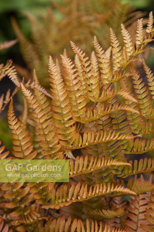 Dryopteris erythrosaura - copper shield fern - June