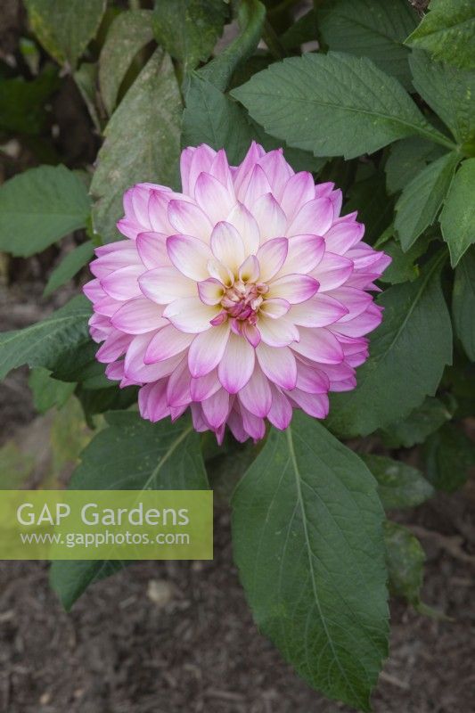 Dahlia 'Sincerity' 