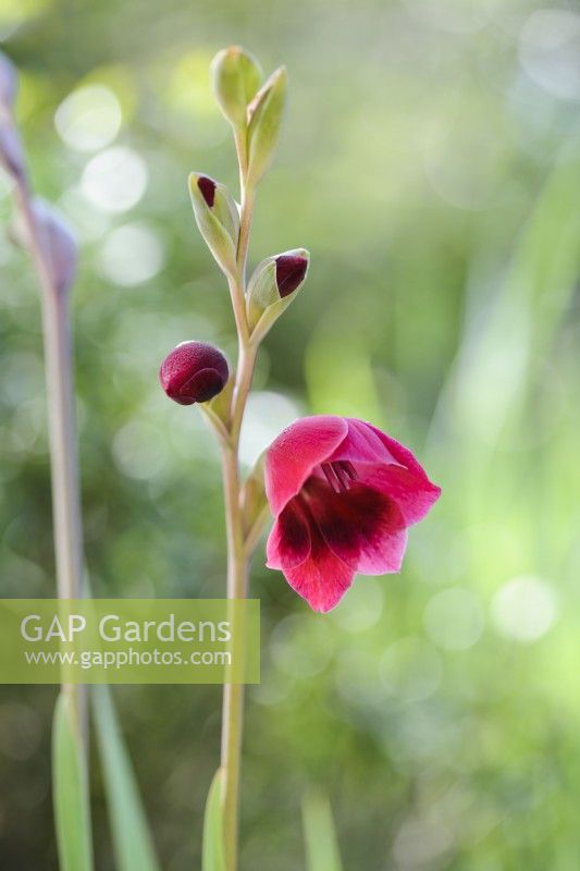 Gladiolus papilio 'Ruby'