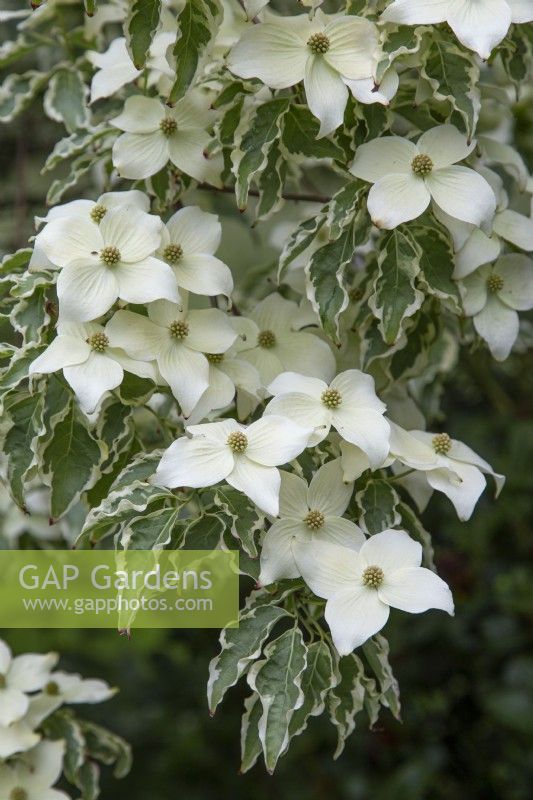 Cornus kousa 'Wolf Eyes' - kousa dogwood - June