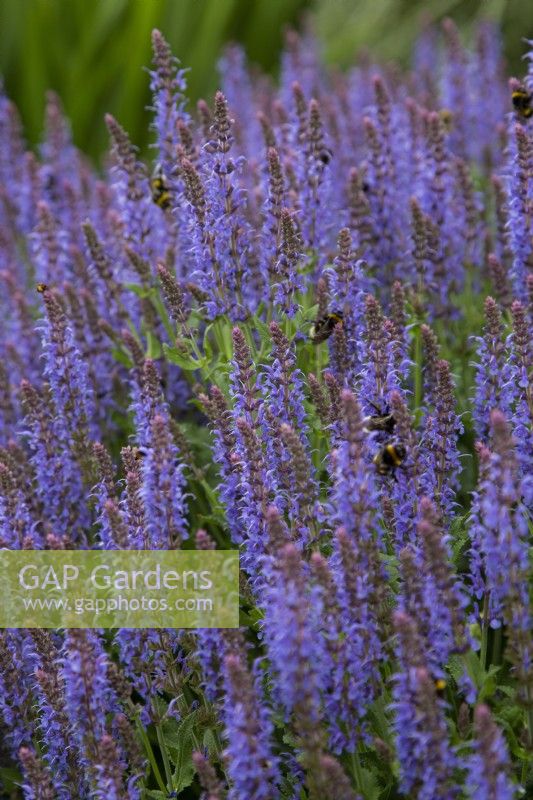 Salvia x sylvestris 'Blauhugel' - wood sage - June