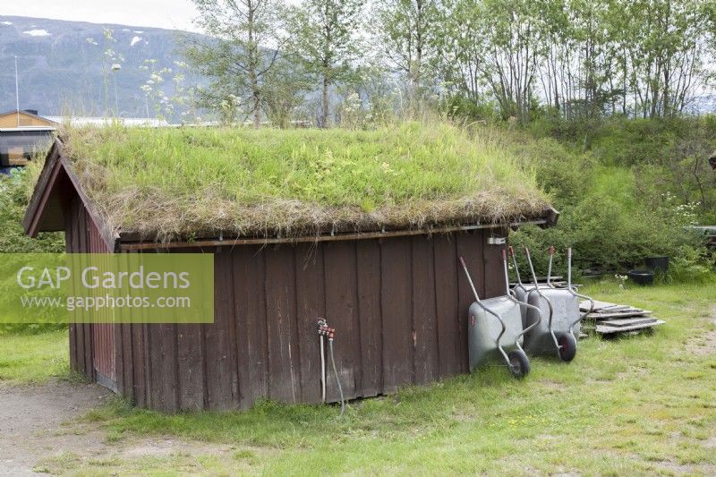 Grass-roofed, wooden shed at entrance to Tromso Botanic Garden. Wheelbarrows. Midsummer. June