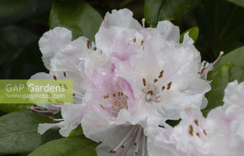 Rhododendron Christmas Cheer, caucasicum hybrid. WhitstoneFarm, Devon NGS garden, autumn