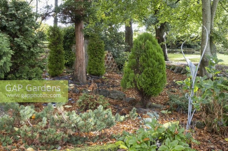 Conifers grow within a stand of trees in an informal cottage style garden. Whitstone Farm, Devon NGS garden, autumn