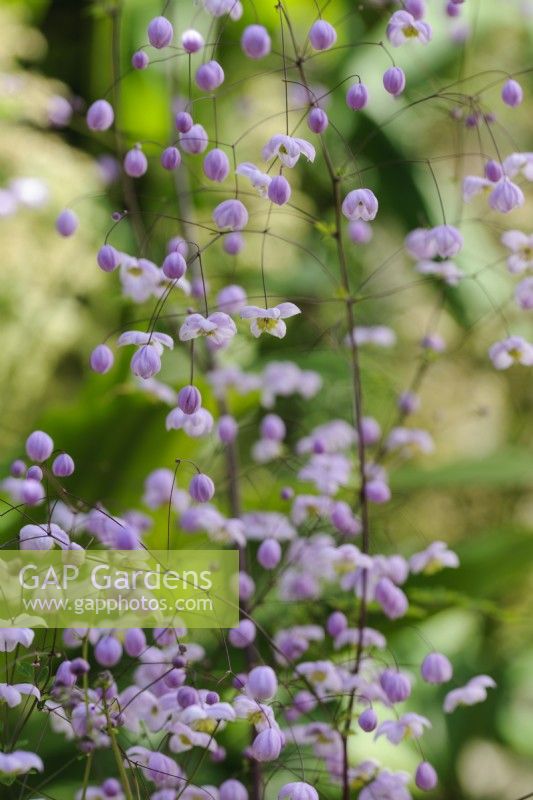 Thalictrum 'Splendide'