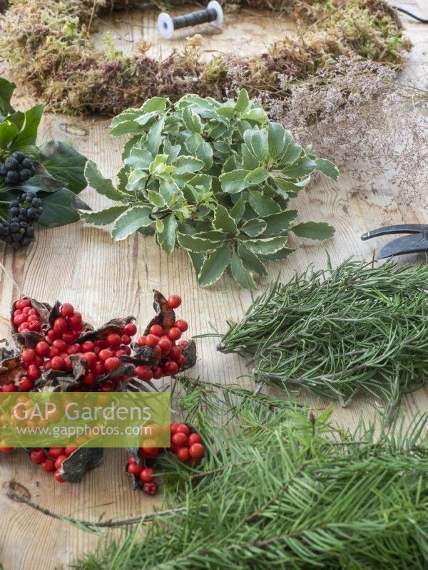 Ingredients of fresh foliage and berries for adding to moss covered Christmas wreath