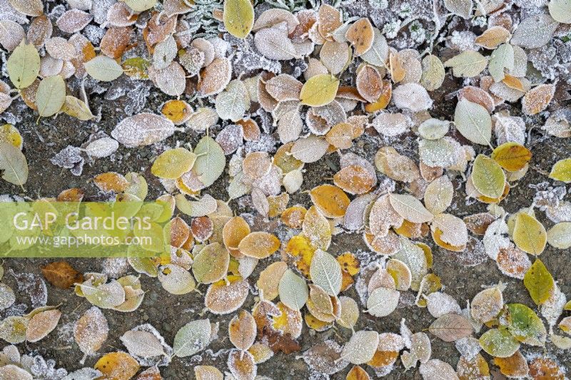 Prunus padus - Fallen Bird cherry tree leaves in the frost