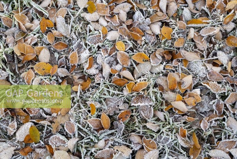  Prunus padus - Fallen Bird cherry tree leaves in the frost