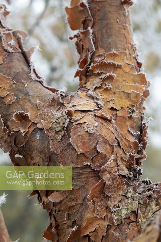 Acer griseum - Paperbark maple tree bark in the frost