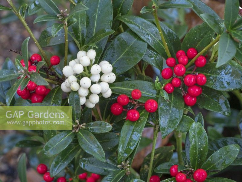 Skimmia japonica 'Carberry' and Skimmia japonica 'Temptation' Winter December 