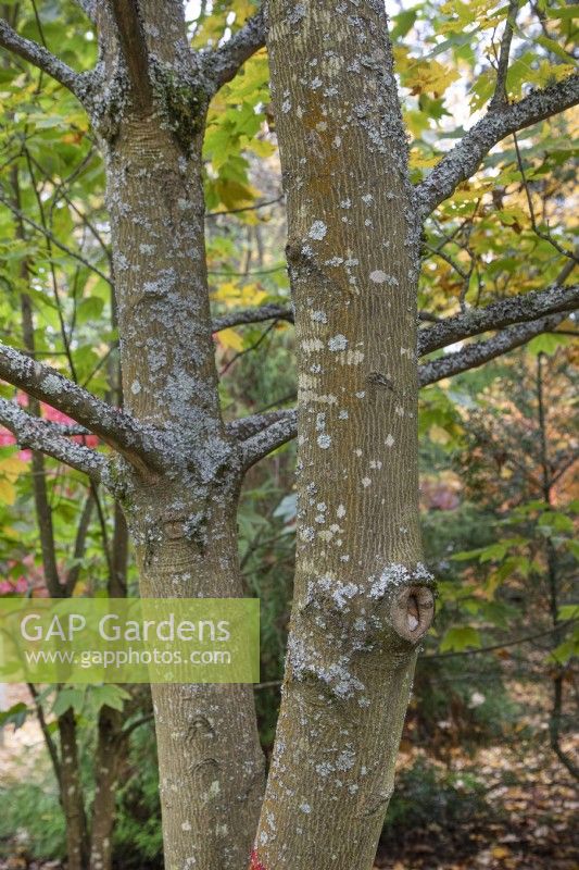 Acer Turkestanicum bark at Bodenham Arboretum, October