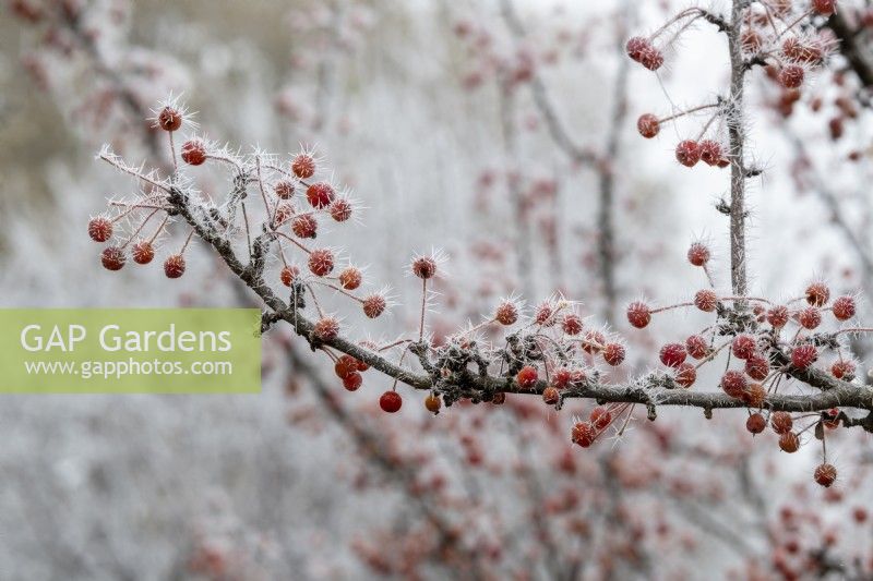 Malus Adirondack - Crab apple fruit in the frost
