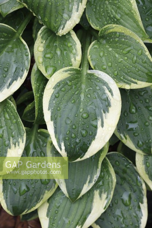 Hosta 'Winsome' leaf detail - Plantain Lily