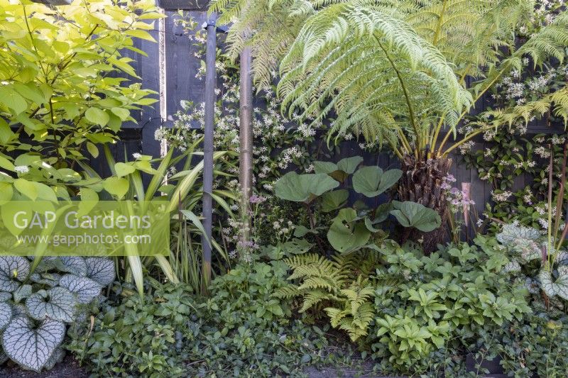 Shady border with tree fern, Dicksonia antarctica and Brunnera macrophylla 'Jack Frost' in small suburban garden