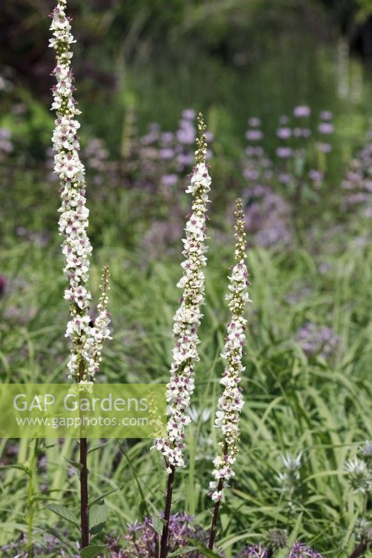 Verbascum chaixii 'Album' - White nettled-leaved Mullein