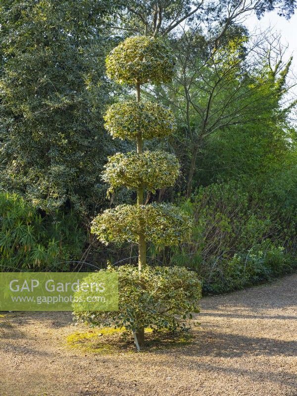 Ilex aquifolium Argentea Marginata  Norfolk January