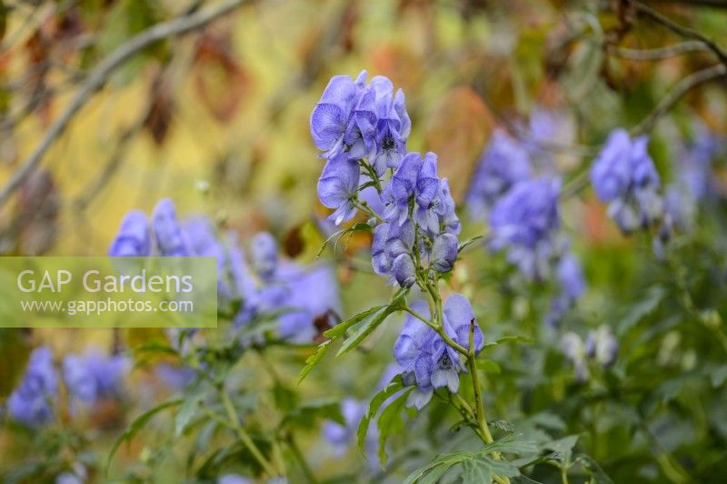 Aconitum carmichaelii Wilsonii Group 'Kelmscott'