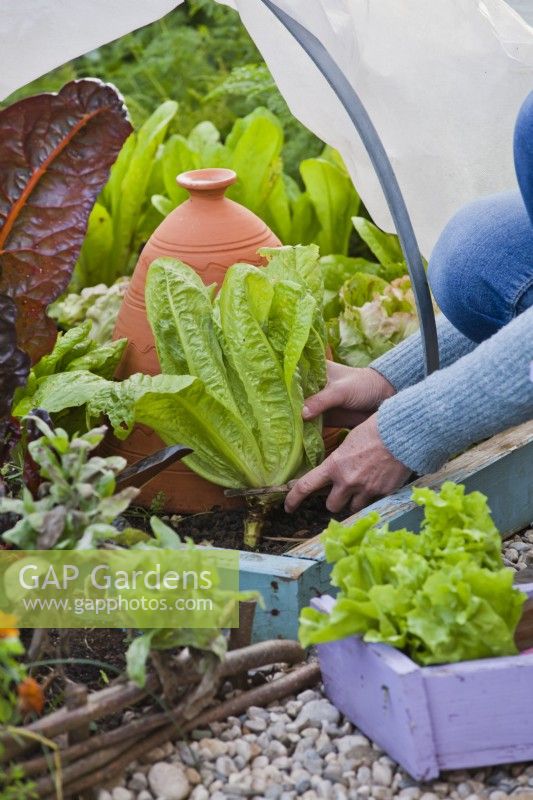 Woman harvesting Romaine lettuce grown under home made fleece tunnel protection.