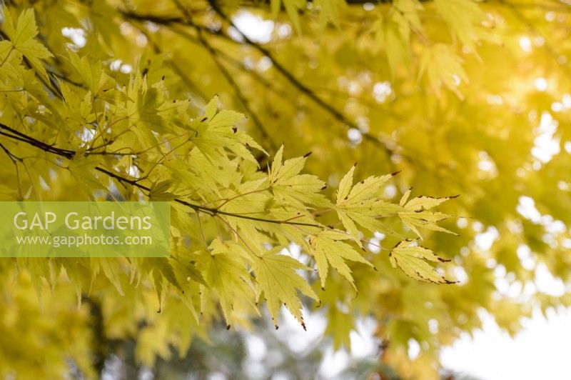 Acer palmatum 'Senkaki'