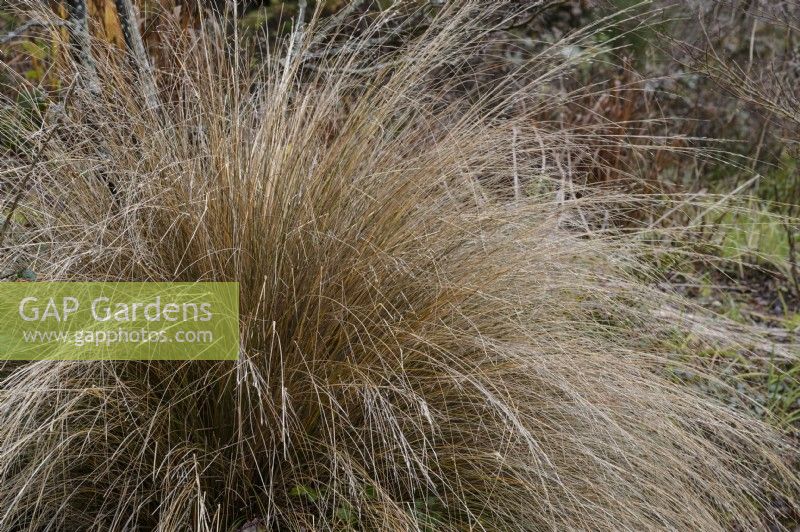 Chionochloa rubra