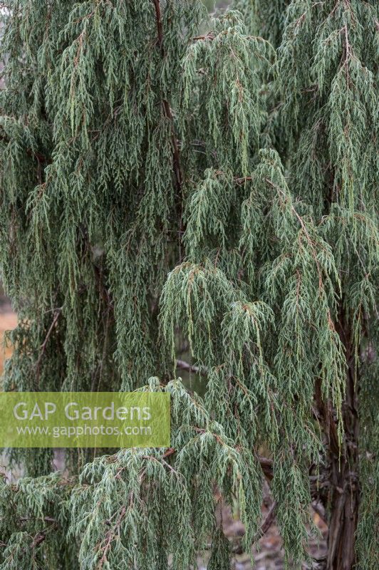 Juniperus recurva 'Castlewellan'