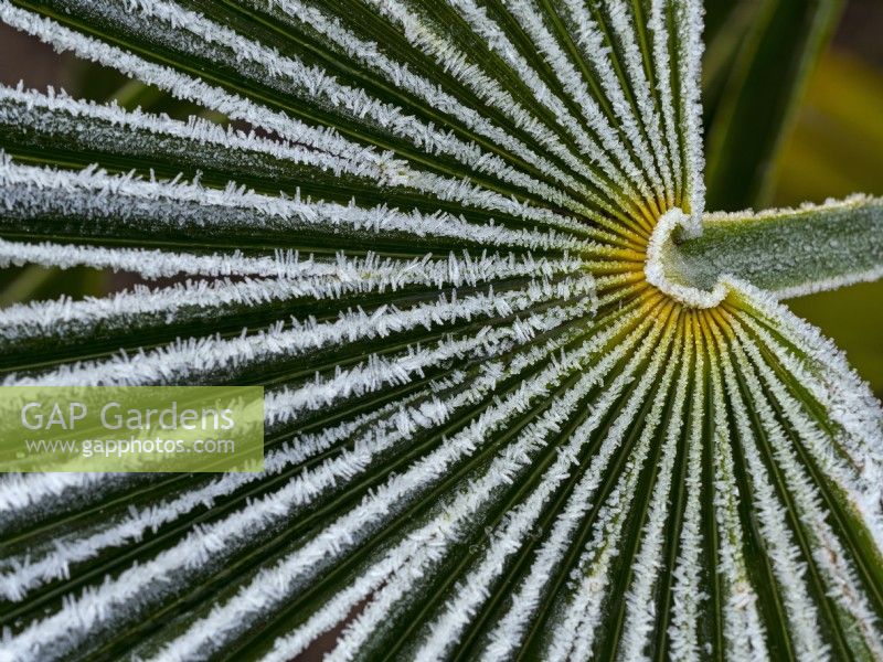 Chamaerops humilis - Dwarf Fan Palm leaf  frost covered in winter