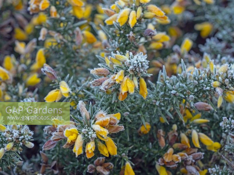 Ulex europacus Gorse in flower covered in frost December