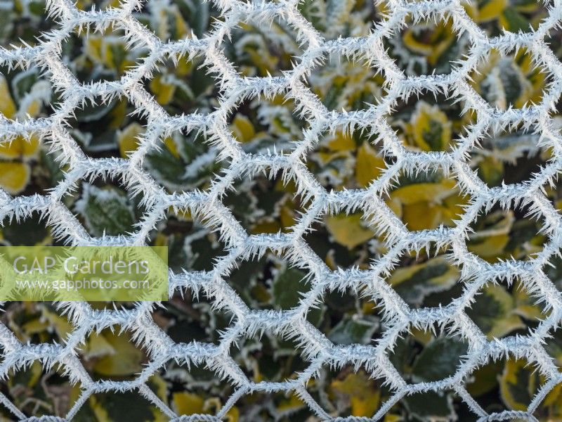 Frost on garden wire netting fence  winter  December Norfolk