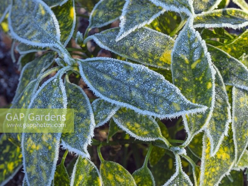 Aucuba japonica 'Variegata' - Spotted Laurel with frost covering