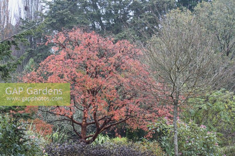 Acer griseum in November.