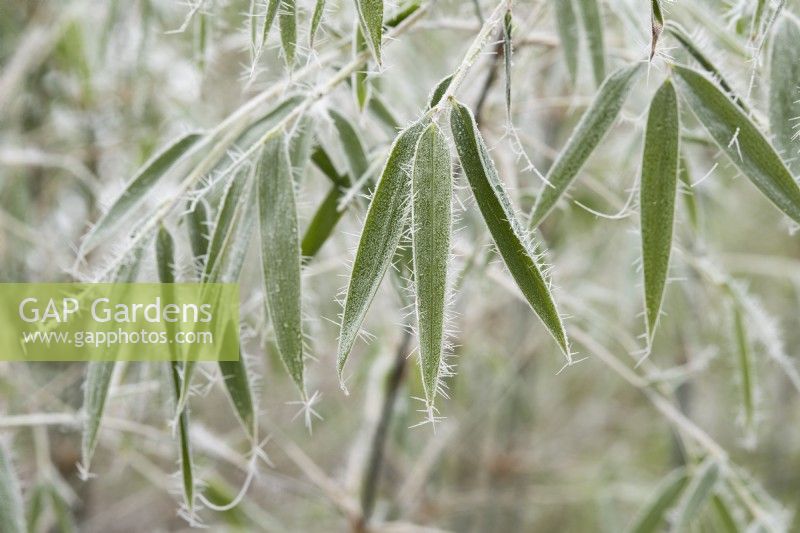 Borinda albocerea Yunnan 2 - Bamboo foliage in the frost