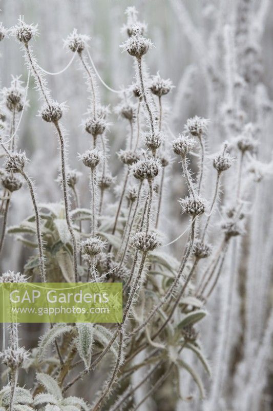 Phlomis anatolica Lloyd's Variety in the frost - Spent Large-flowered Jerusalem sage in the frost