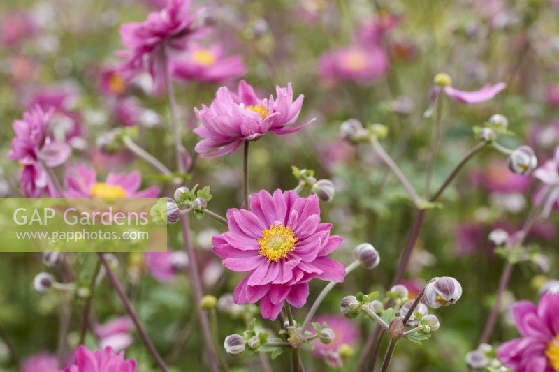 Anemone x hybrida 'Pamina'